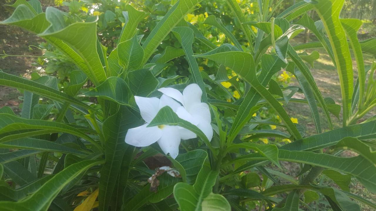 Soma Cabana, Homestay & Restaurant Tangalle Esterno foto